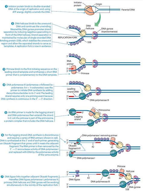 dna replication prokaryotes detail.